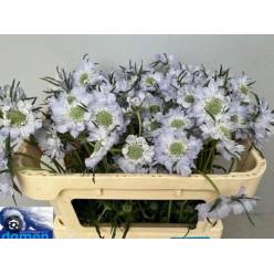 Scabiosa Caucasica Jisca 70cm