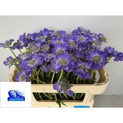 Scabiosa Caucasica Etefa 65cm