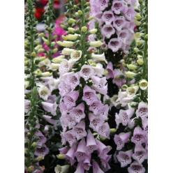 Digitalis Hol. Camelot Lavander 70cm