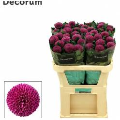 Uniflor Hol. Roxo 80gr Mor.