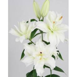Oriental Hol. Bl. Doble Arosa 80cm 2 fl.