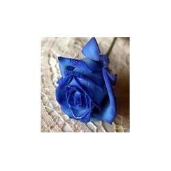 Rosa Col.  Tintada Azul 50cm