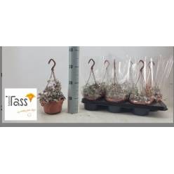 P. Ceropegia Woodii Variegata14/40cm x6