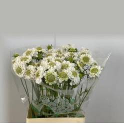 Scabiosa Atro Focal Scoop White 70cm "T50"