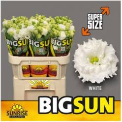 Lisiantus Hol. Alissa Pure White 70cm 55gr "BIG SUN"