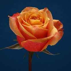 Rosa Ecu. Cherry Brandy 80cm