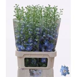 Delphinium Hol. El Aurora Ligth Blue 100cm "T10"