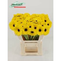 Gerbera Mini Hol. Sunshine Am. "T20"