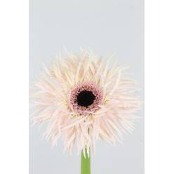 Gerbera Hol. Gerspider Cream Springs