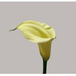Calla Snowstar 90cm
