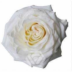 Rosa Col. White Shimmer 70cm Bl