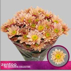 Margarita Hol. Serenity Sweet Peach 70cm 75gr