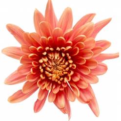 Margarita Col. Veronica Salmon