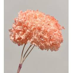 Hortensia Preservada A2
