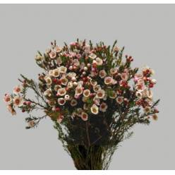 Flor Cera Hol. Moonl Delight 50cm 25gr "T25"