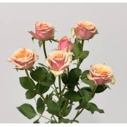 Ramificada Antigua 40cm Vintage