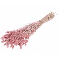 Phalaris Seco Rosa Claro 65cm 220g