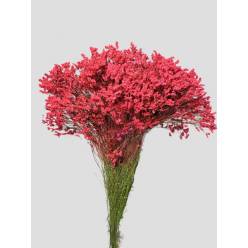 Limonium Nac. Hibrido Tintado Rojo 80cm "T25"