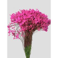 Limonium Nac. Hibrido Tintado Fucsia 80cm "T25"