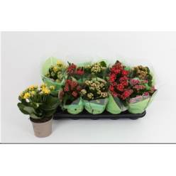 P. Kalanchoe B Ge Rf Mixto 6 Kl 12/25cm "CC10"