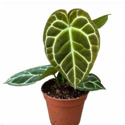 P. Anthurium Clarinervium 12/30cm x6