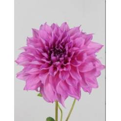 Dalia Hol. Cafe Au Lait Rose 60cm "CC20"