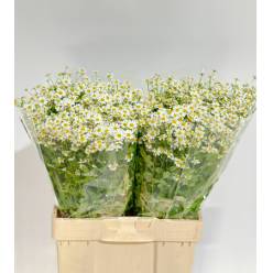 Tanacetum S. Vegmo Manzanilla 60cm 500gr "T25" (7 Dias - 2�)
