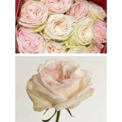 Rosa Col. White O'hara 60cm