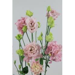 Lisiantus Hol. Alissa G Pink 70cm 55gr "T10"
