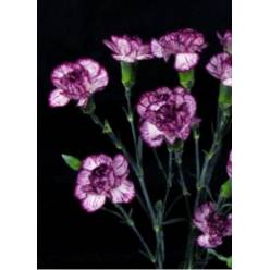 Clavel Col. Mini Select Spectro