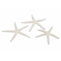 Estrella de Mar Stick "T16"