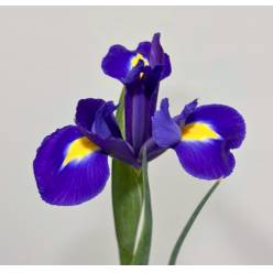 Iris Blue Magic 50cm 30gr