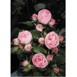 Ramificada Lovely Rokoko 40cm Rs