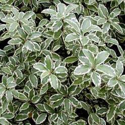 Pittosporum Nigra 45cm