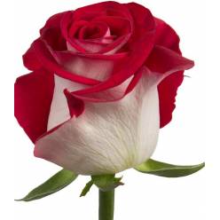 Rosa Ecu. Bluez 80cm