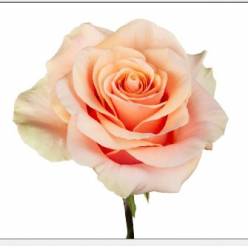 Rosa Ecu. Phoenix 70cm