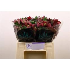 Helleborus Mammoth Pink 40cm