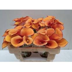 Calla Solero Art 50cm