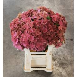 Hortensia Hol. My terracota 60cm �18/20