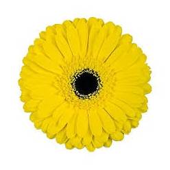 Gerbera Hol. Matteo Am. "T25"