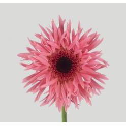 Gerbera Mini Hol. Gerspider Punki Newton