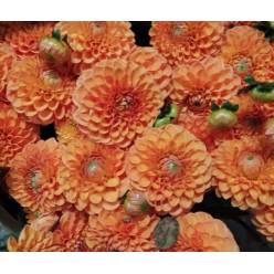 Dalia Hol. Sylvia 55cm Nj. "CC50"