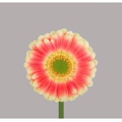 Gerbera Mini Hol. Tompouce "T20"