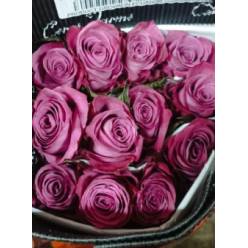 Rosa Ecu. Piacere 90cm