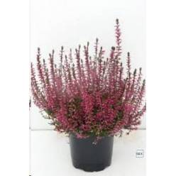 P. Callu Marlies 12/25cm "CC6"