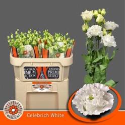 Lisiantus Hol. Celebrich White 70cm 55gr "Waalzicht"