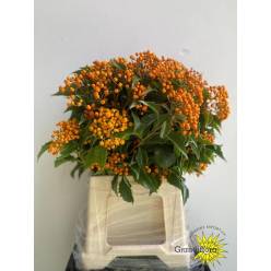 Pittosporum Italia Rombofoglia 50cm 200gr