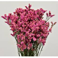 Limonium Col. Pink Beauty 70cm