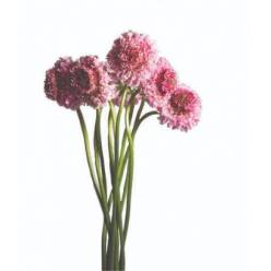Scabiosa Ecu. Marshmallow 60cm Rs.