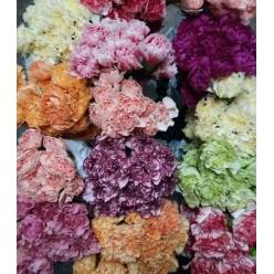 Clavel Col. Fancy Novedades (7 Dias - 2�)